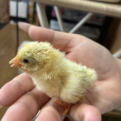 ヒヨコが誕生しました🐣